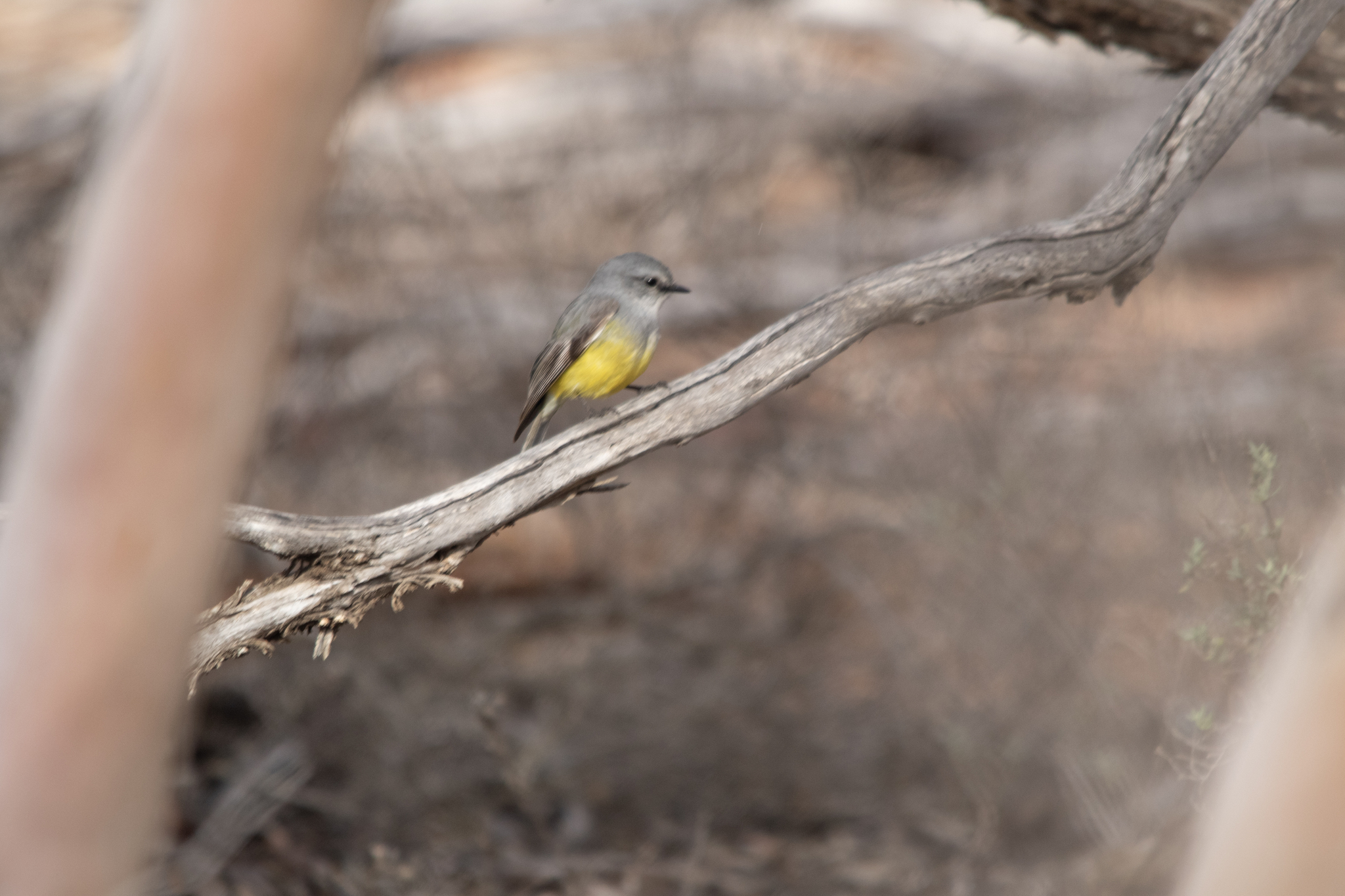 Western Yellow Robin (Eopsaltria griseogularis), photo 9