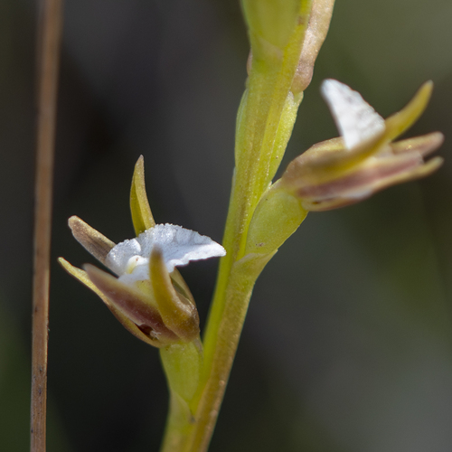 Prasophyllum patens observed 2025-09-20