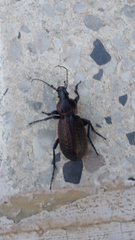 Carabus morbillosus