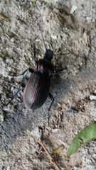 Carabus morbillosus