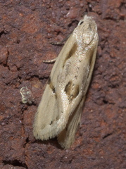 Aethes seriatana