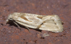 Aethes seriatana