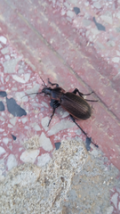 Carabus morbillosus