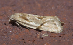 Aethes seriatana