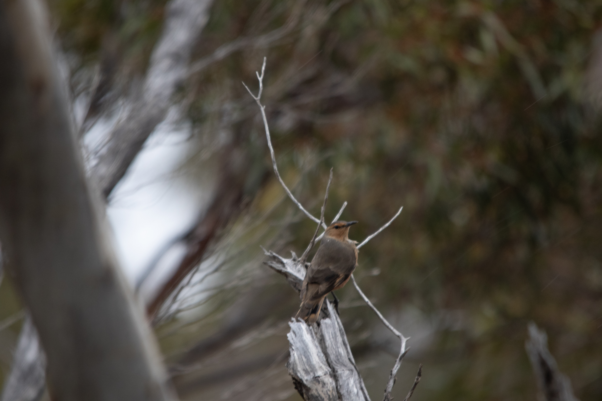 Rufous Treecreeper (Climacteris rufus), photo 5