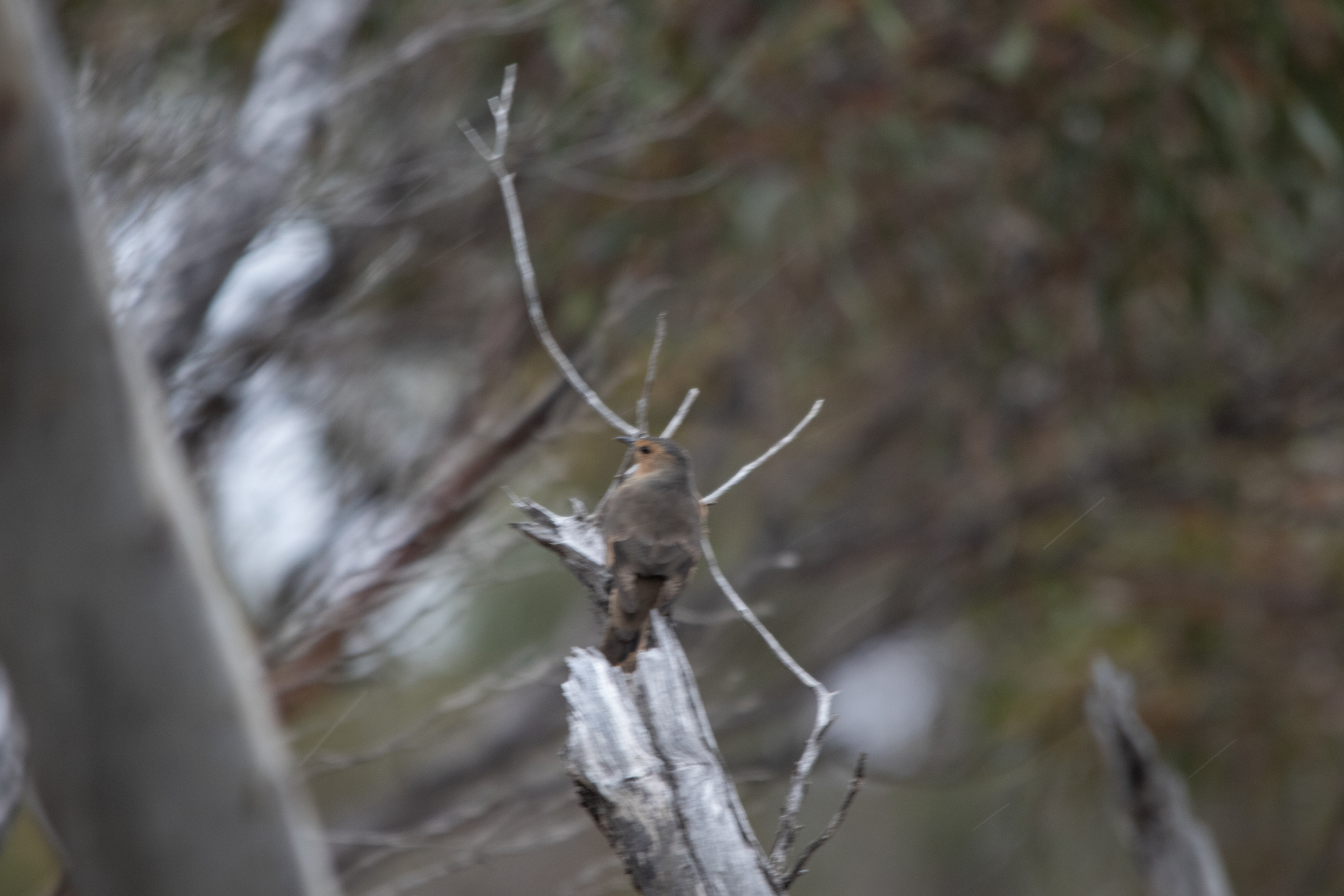 Rufous Treecreeper (Climacteris rufus), photo 6