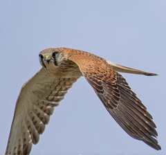 Falco cenchroides cenchroides
