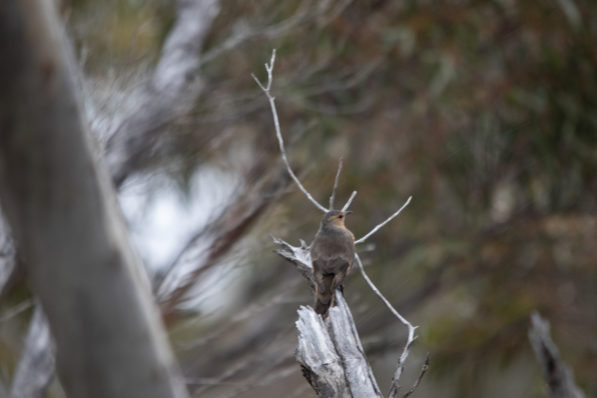 Rufous Treecreeper (Climacteris rufus), photo 8