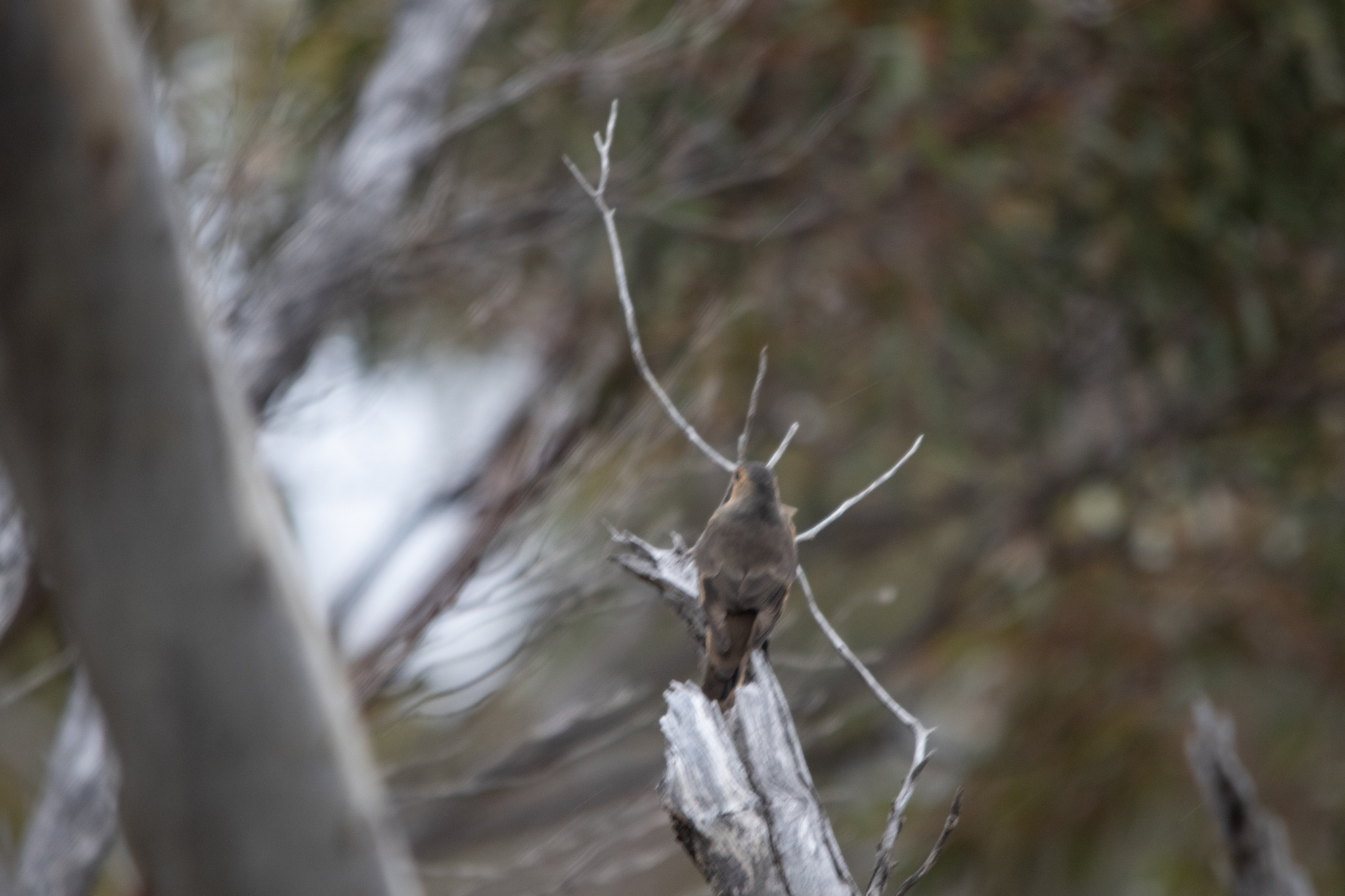 Rufous Treecreeper (Climacteris rufus), photo 7