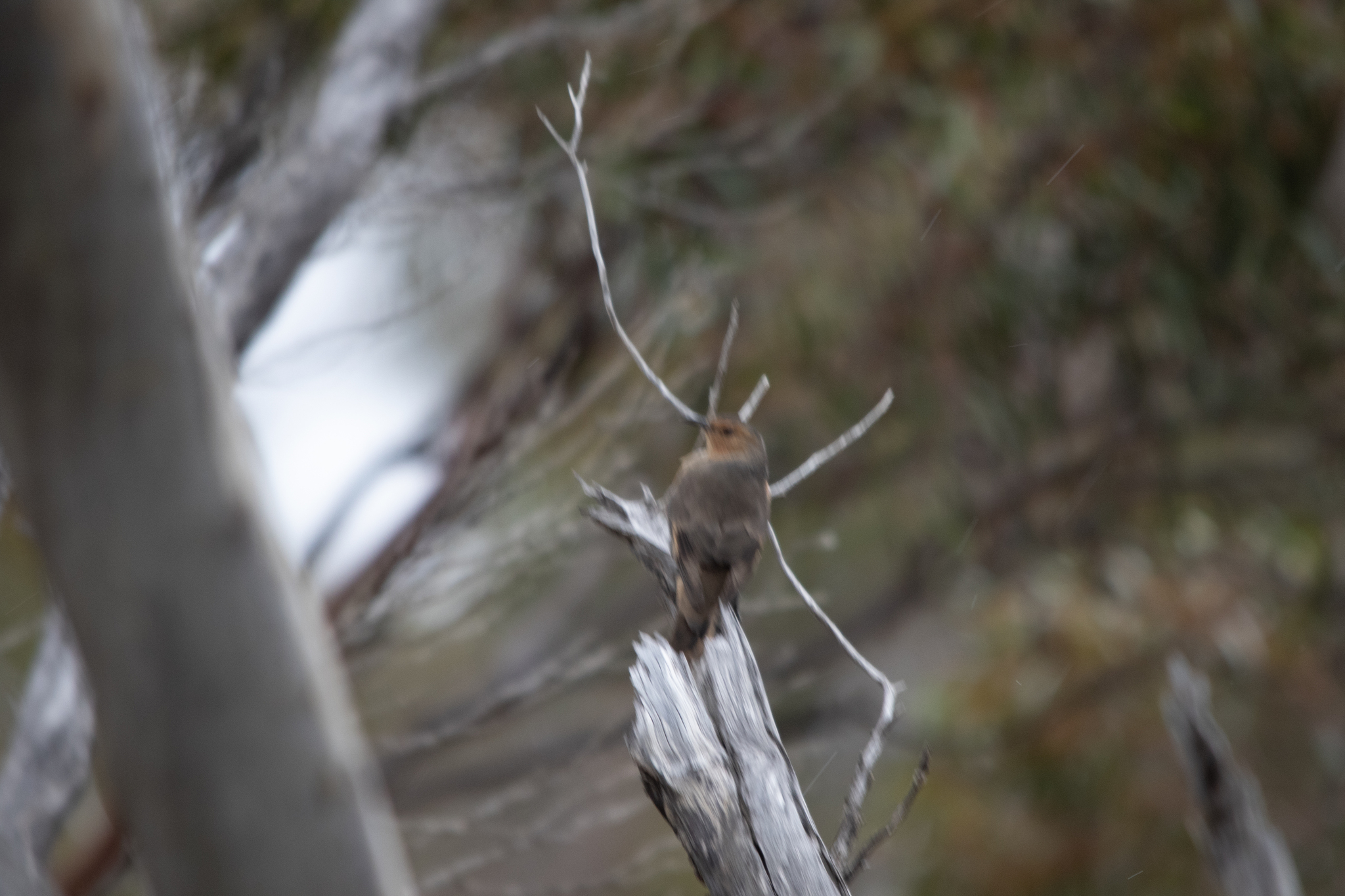 Rufous Treecreeper (Climacteris rufus), photo 9