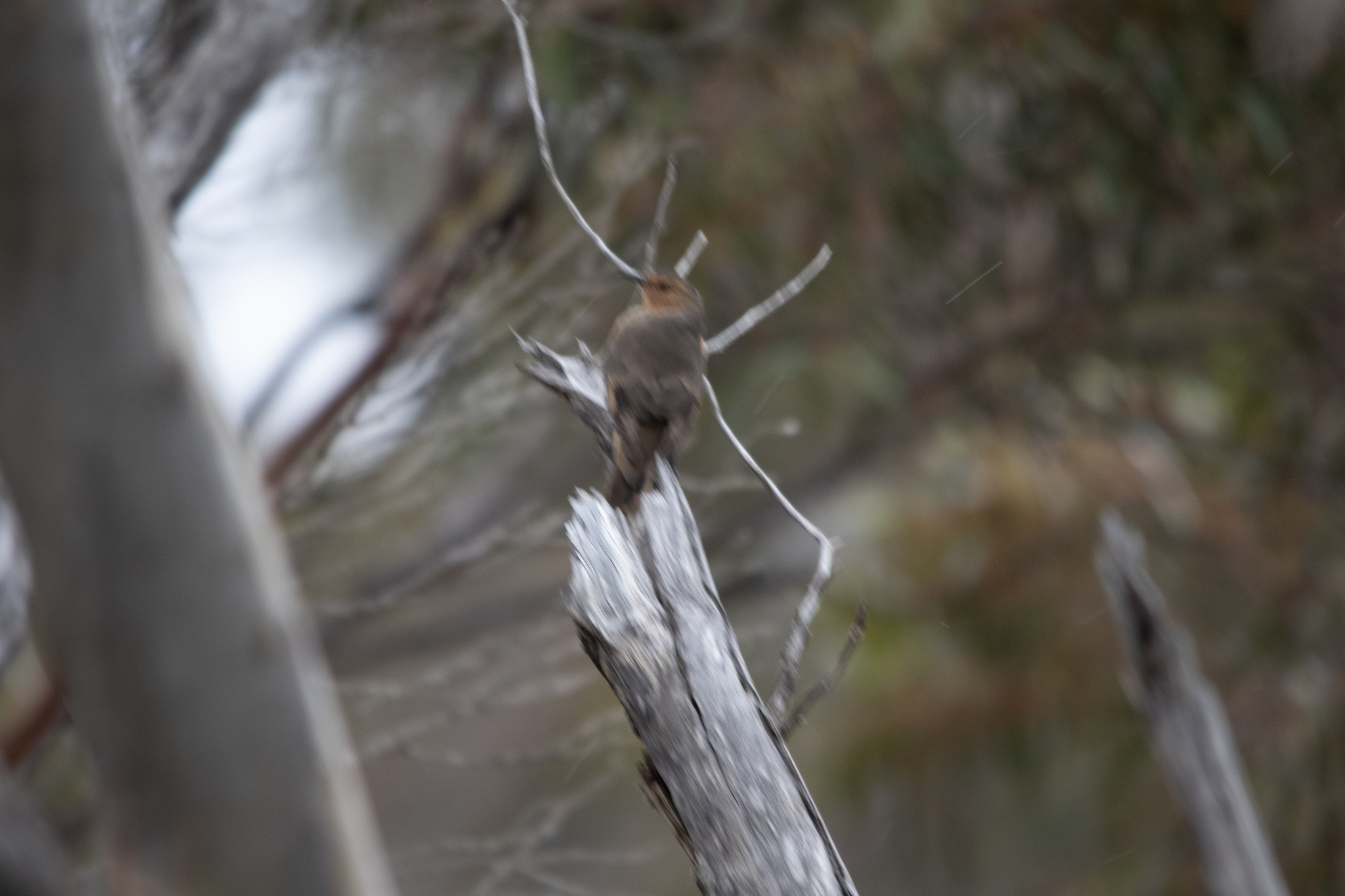 Rufous Treecreeper (Climacteris rufus), photo 10
