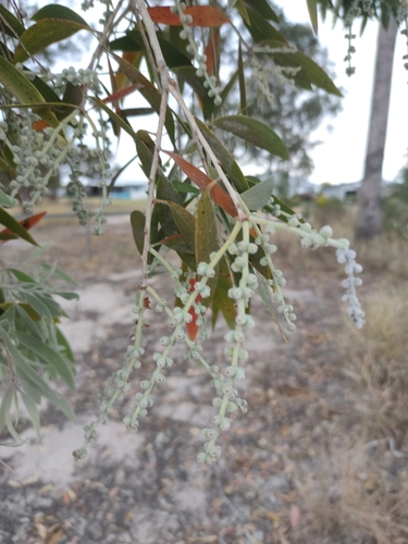 Blue Paperbark (Melaleuca dealbata)