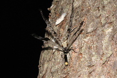 Periclystus circuiter