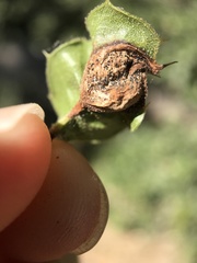 Callirhytis perfoveata