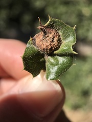 Callirhytis perfoveata