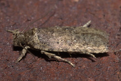 Agonopterix clemensella