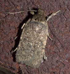 Agonopterix clemensella