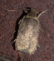 Agonopterix clemensella
