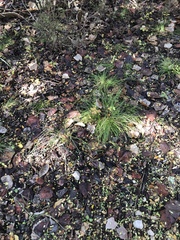 Carex planostachys
