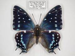 Charaxes etesipe etesipe
