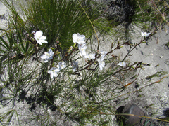 Aristea juncifolia