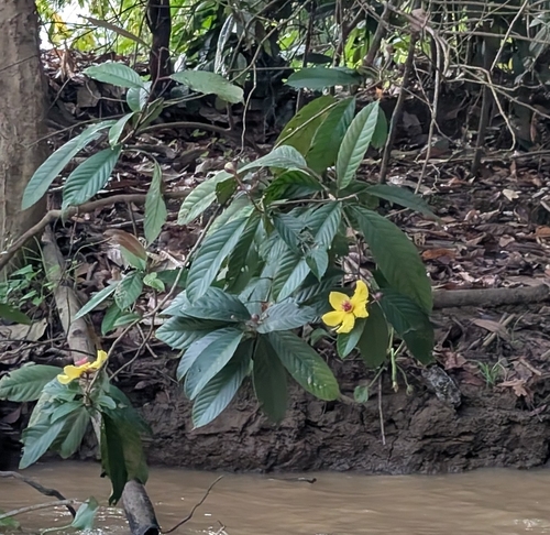 Dillenia excelsa, photograph 5