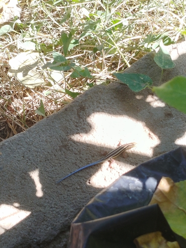 African Five-lined Skink