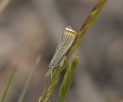 Agriphila plumbifimbriellus