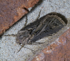 Agrotis gladiaria