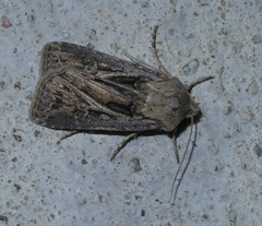 Agrotis gladiaria