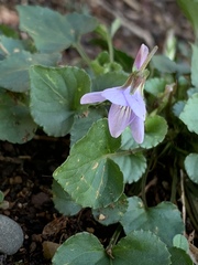 Viola grypoceras
