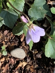 Viola grypoceras