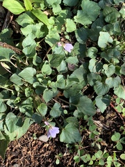 Viola grypoceras