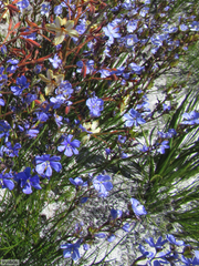 Aristea juncifolia