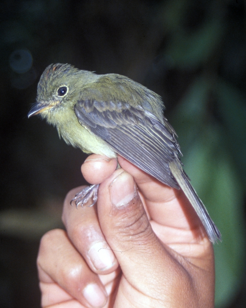 Orange-Crested Flycatcher