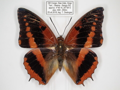 Charaxes cynthia kinduana