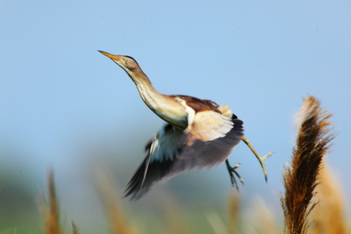 Little Bittern