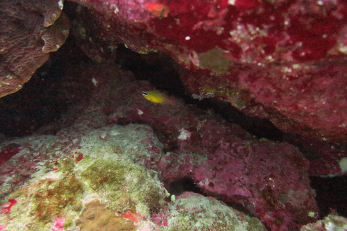 Ostorhinchus leslie observed 2018-06-29