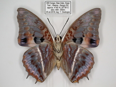Charaxes cynthia kinduana