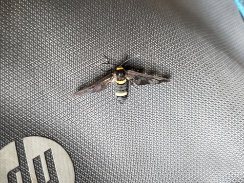 Handmaiden moth