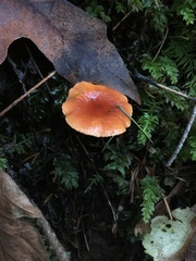 Lactarius substriatus