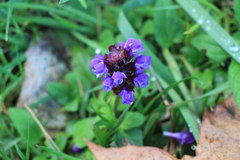 Prunella vulgaris vulgaris