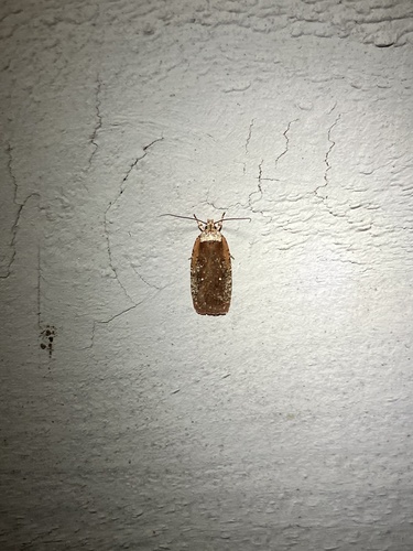 Walsingham's Agonopterix Moth photo 4