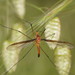 Common Brown Crane Fly - Photo (c) Reiner Richter, some rights reserved (CC BY-NC-SA), uploaded by Reiner Richter