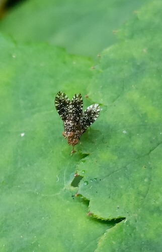Homoneura picta
