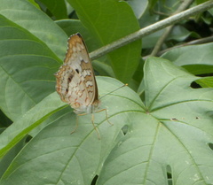 Anartia jatrophae