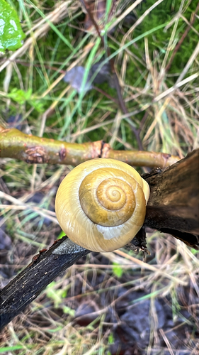 Cepaea hortensis