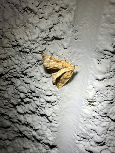 Chevron Moth photo 4
