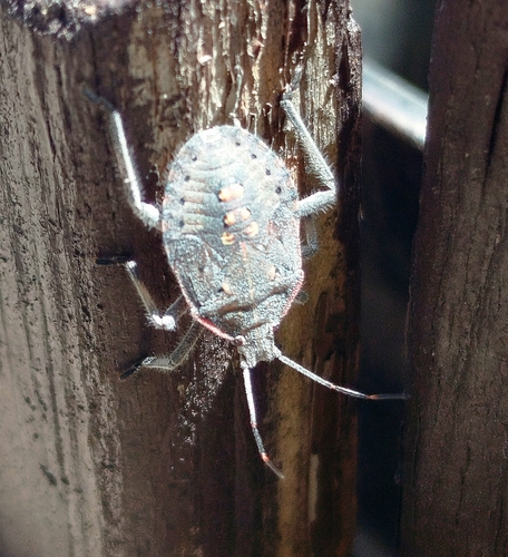 Almond Stink Bug