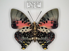 Charaxes zingha